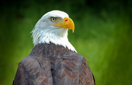 | EAGLE | / wildlife