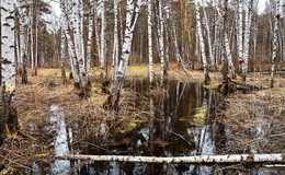 Spring forest. / ***