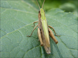Grasshopper / ***