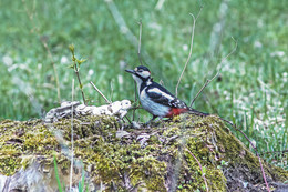 Woodpecker / ***