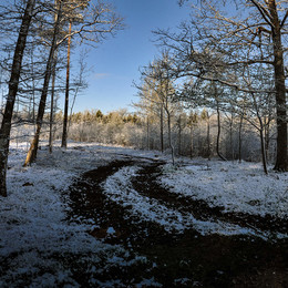 Forest track / Lesnaya dorozhka