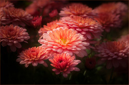 Chrysanthemums / ...