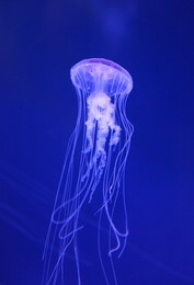 Elementary particle / ***