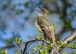 Great Crested Flycatcher / ***