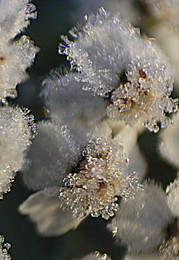 Elementary particle / " " "