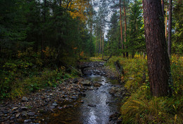 Forest River / ***