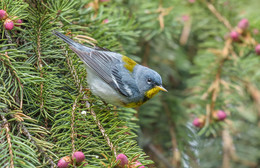 Northern Parula / ***