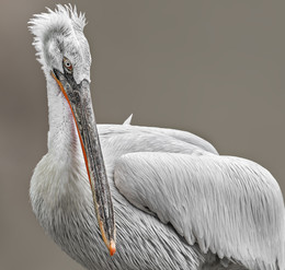 Pelican / ***