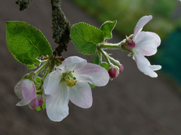 Apple blossom / ***