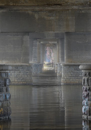 Sakura blossoms / ***