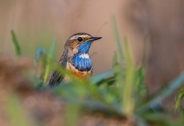 Bluethroat / ***