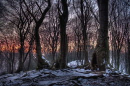 Frost-Wald / Aufgenommen in der &quot;Elfringhauser Schweiz&quot;