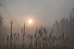 A furry fog / ***