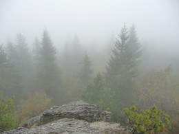 A furry fog / ***