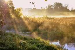 A furry fog / ***