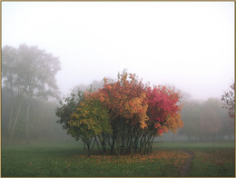 A furry fog / ***