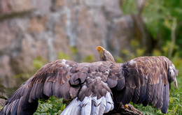 White-tailed eagle / ***