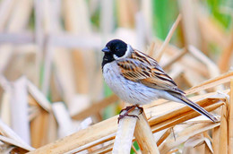 Reed bunting / ***