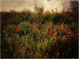 Where poppies grow / ***