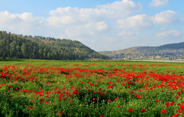Poppies / ***