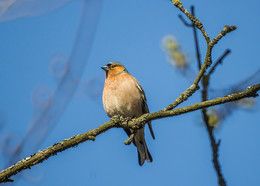 Finch / ***