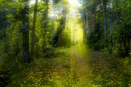 A forest path / ***