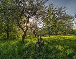 Apple orchard / ***