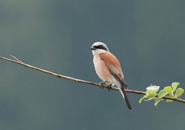 Red-backed shrike / ***