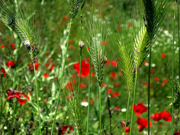 In the grass / ***