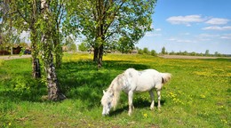 In the village / ***