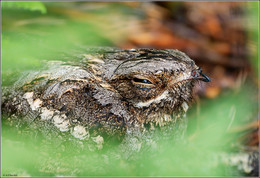 nightjar / ***