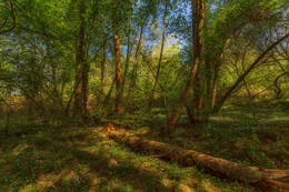 In forest / ***