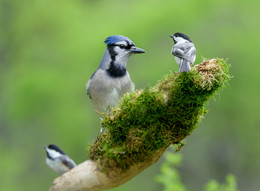 &nbsp; / Blue Jay &amp; couple Black capped chickadee