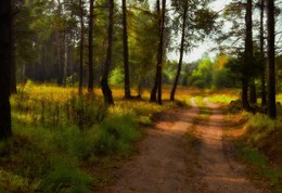 Forest Road / ***