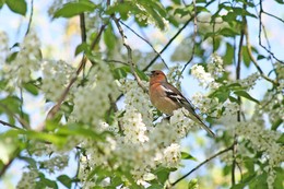Finch / ***