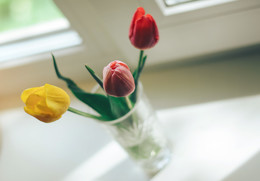 Tulips on the window / ***