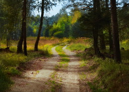 Forest Road / ***