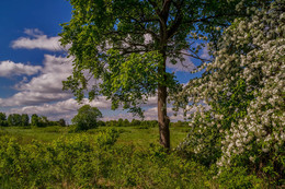 Apple tree in bloom / ***