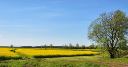 Spring is in full swing / ***