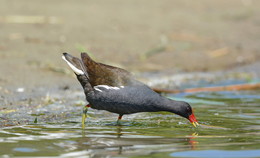 Moorhen. / ***