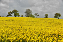 Rapeseed field / ***