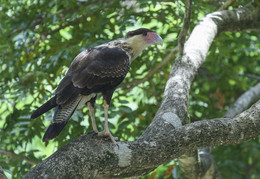 Northern Crested Caracara / ***