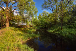 In the spring forest / ***