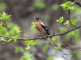 Finch / ***