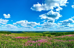 in the fields ... / ***