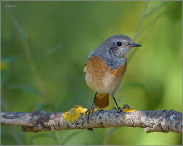 redstart / ***