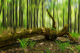 Mystischer Wald / Experiment mit Photoshop