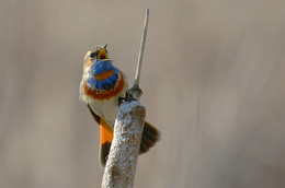 Bluethroat / ***