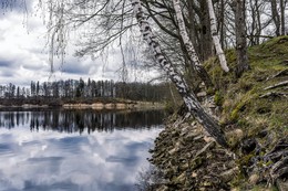 Weeping birch ... / ***