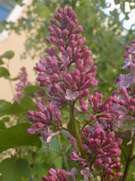 lilac / ***